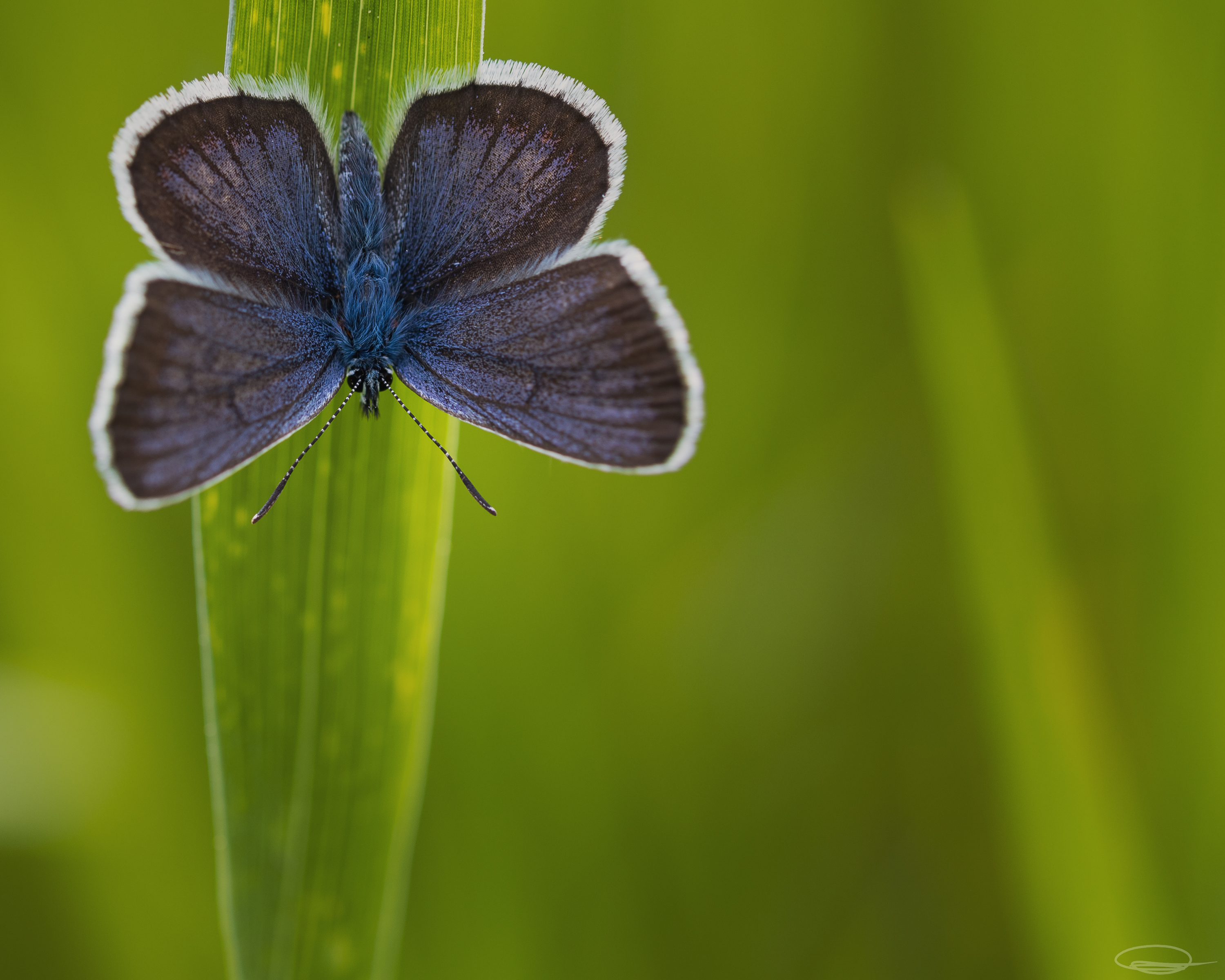 Little blue Lycaenidae Butterfly