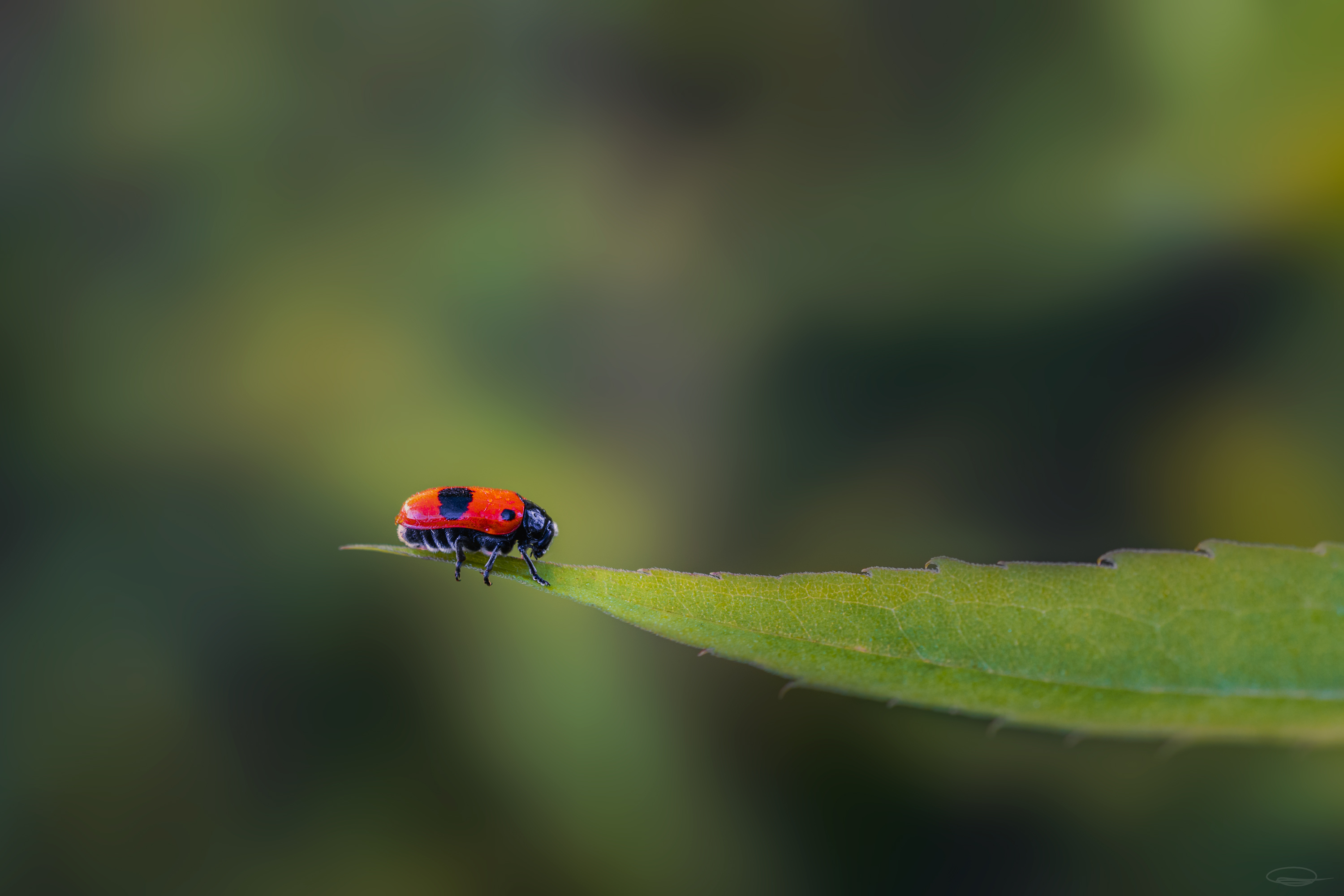 Clytra laeviuscula - the Ant Bag Beetle