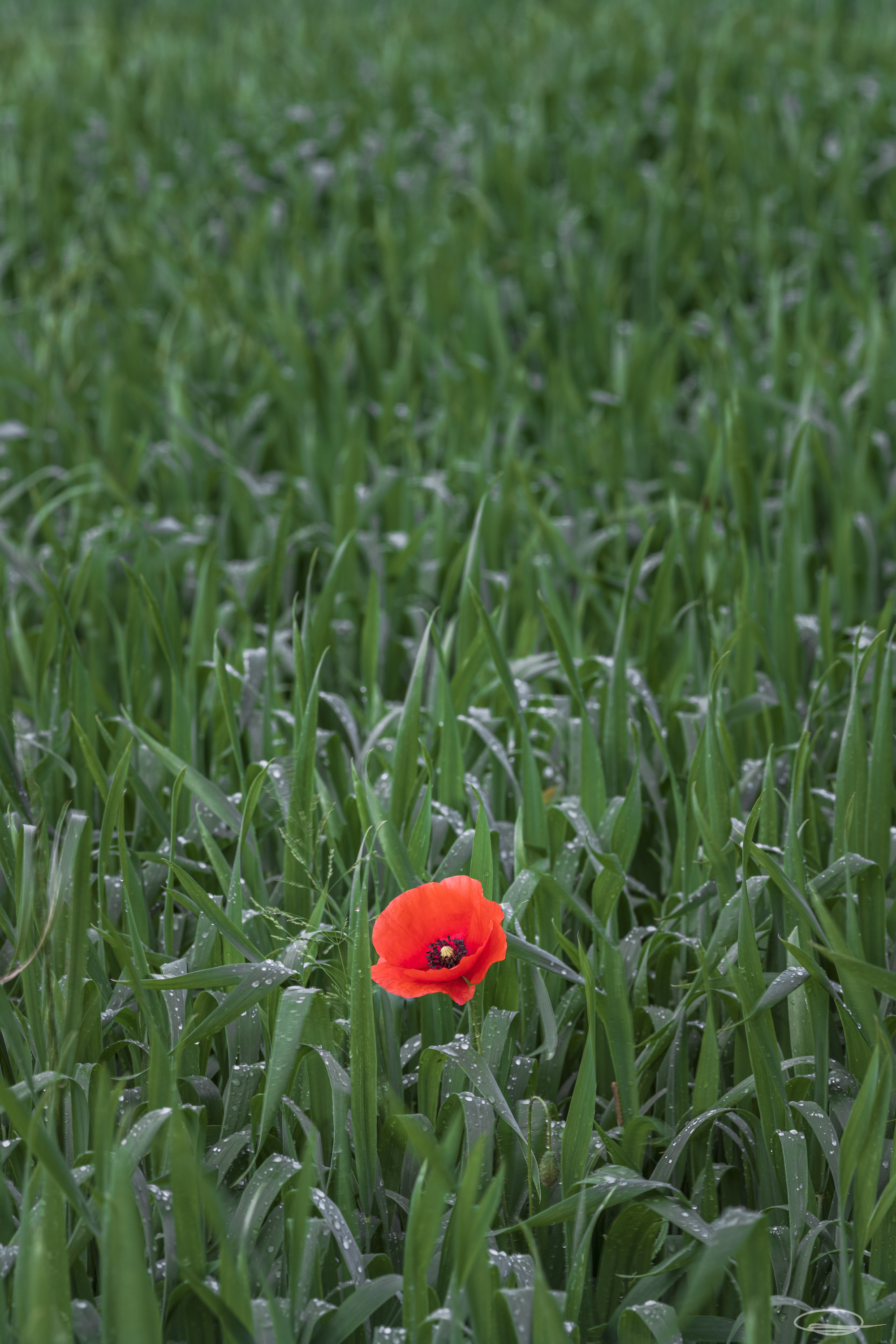 Red Poppy in green field