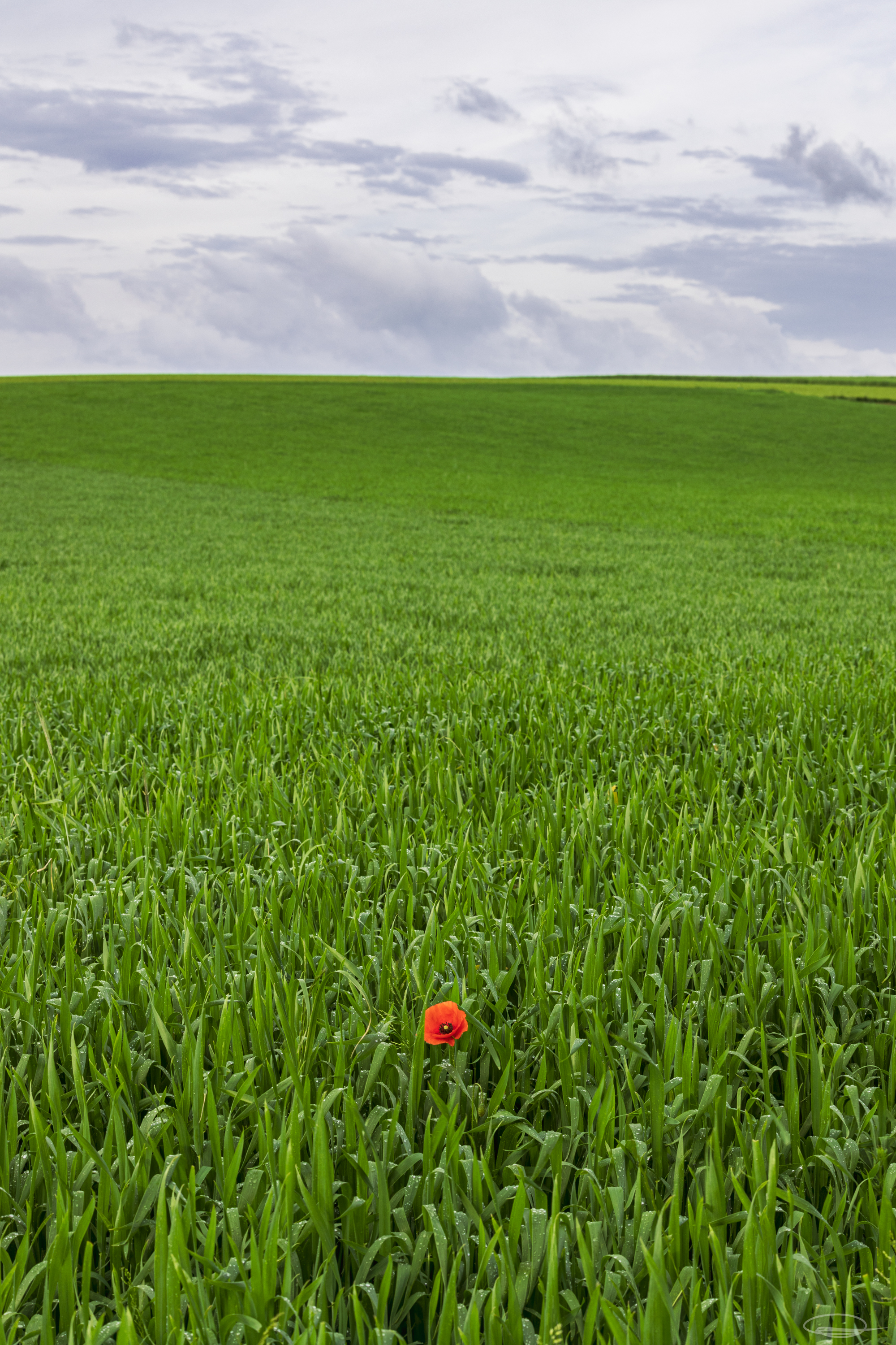 Single Poppy in a farm field