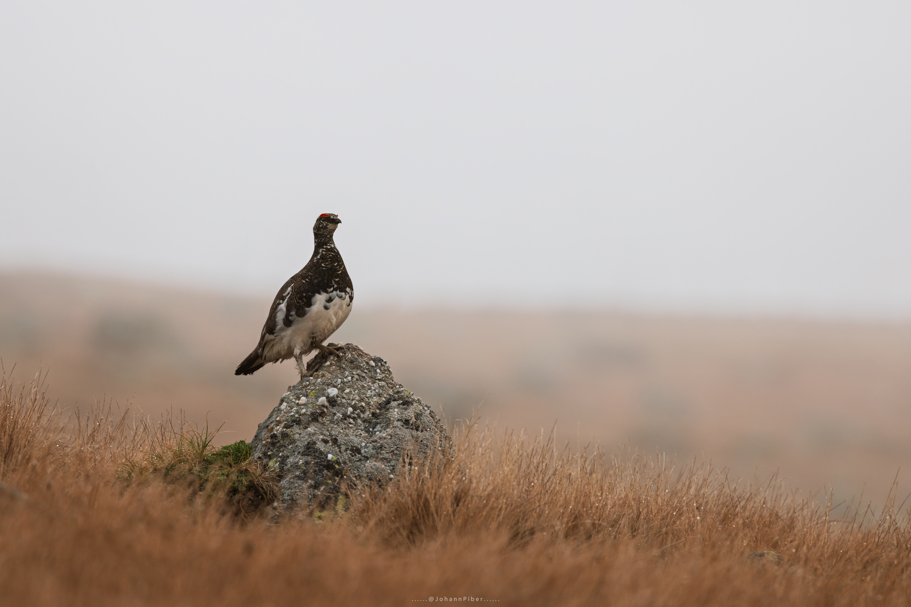 Wildlife Photography