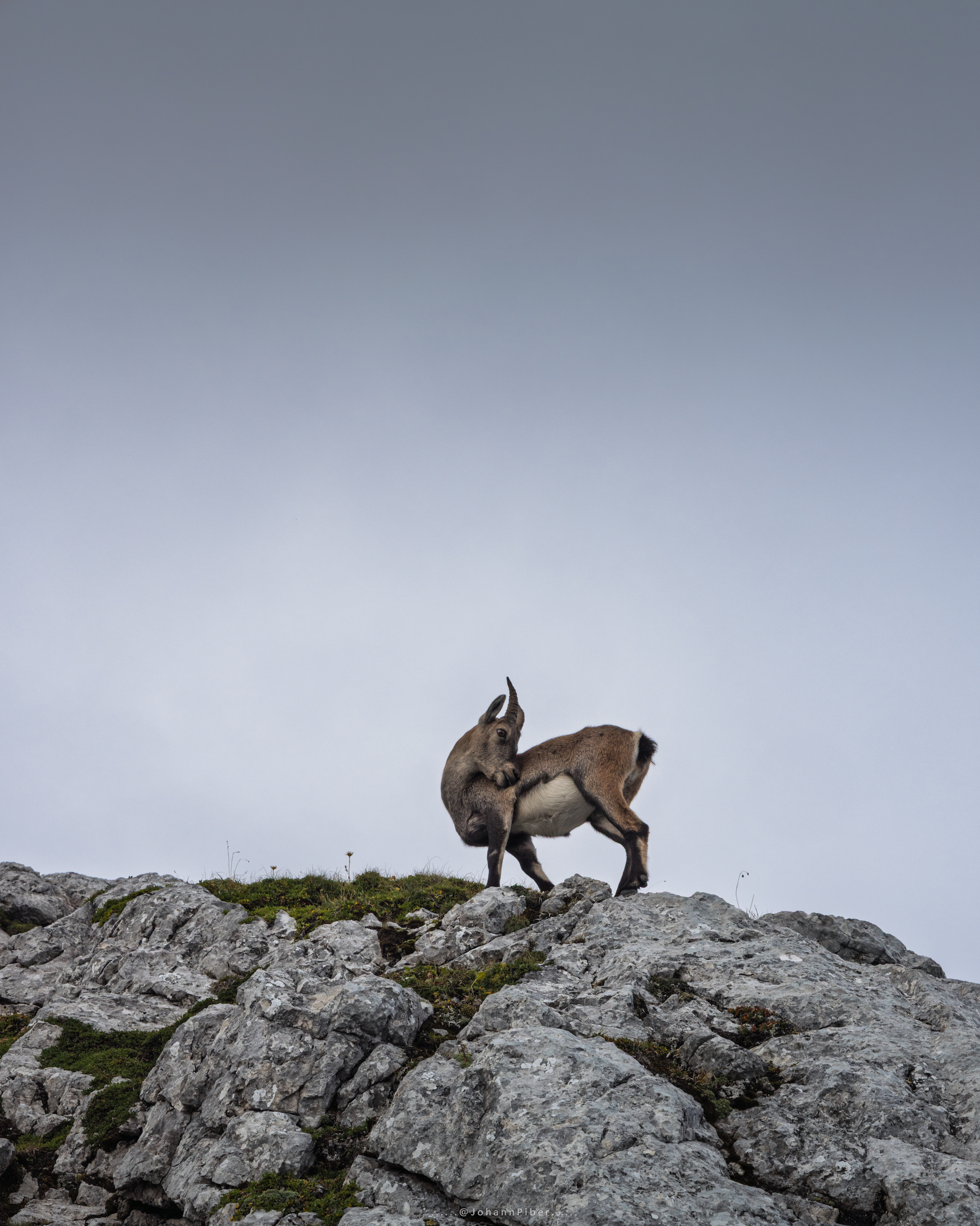 Ibex on Mangart mountain (2,677m) in Slovenia. -- Johann Piber Ibex on Mangart mountain (2,677m) in Slovenia. -- Johann Piber