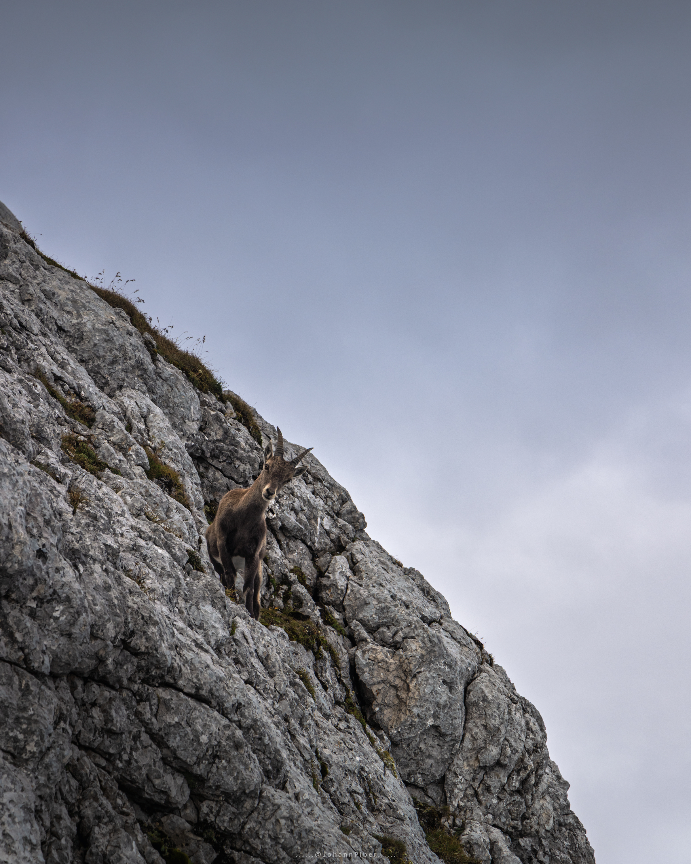 Ibex on Mangart mountain (2,677m) in Slovenia. -- Johann Piber Ibex on Mangart mountain (2,677m) in Slovenia. -- Johann Piber