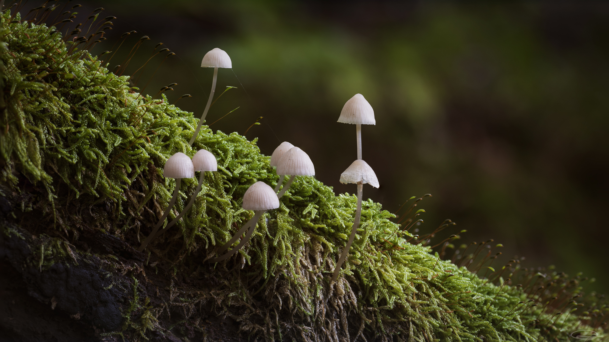 Some Mushrooms at Šunikov vodni gaj, Slovenia