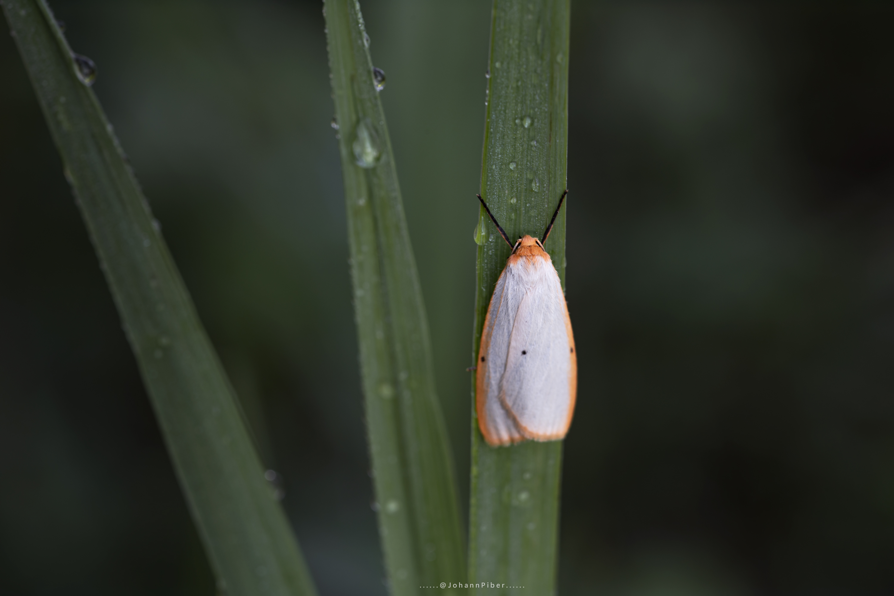 Moth Macro