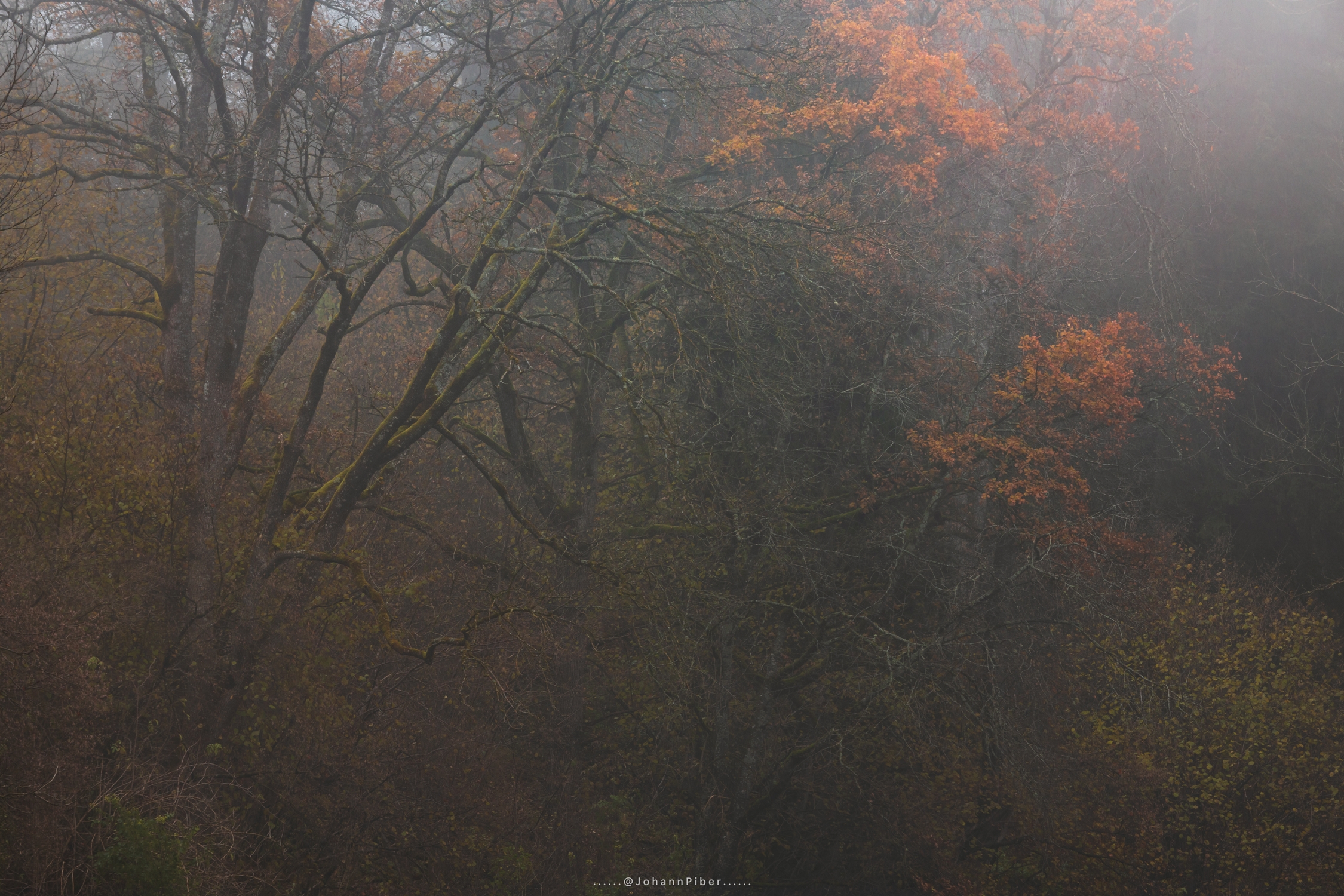 Woodland